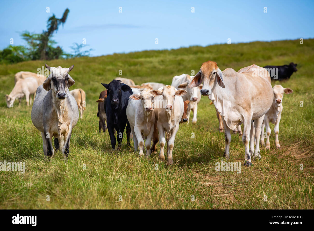 Bellissimo il bestiame in piedi nel campo di erba farm sollevato Foto Stock