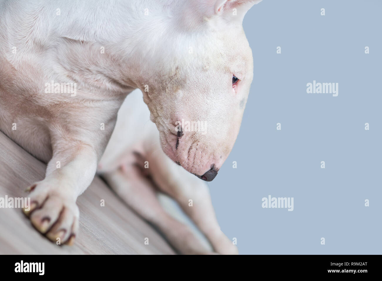 Foto ritratto di Bull terrier cane con vuoto lo spazio di colore blu Foto Stock