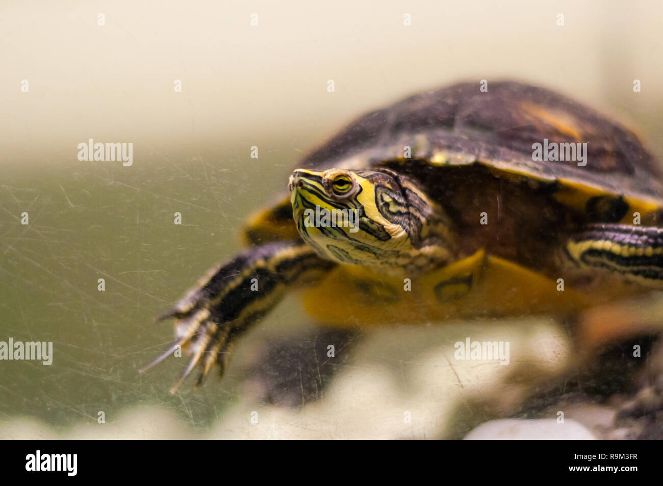 Ritratto di stagno Slider Trachemys scripta tartaruga nuotare in acquario Foto Stock