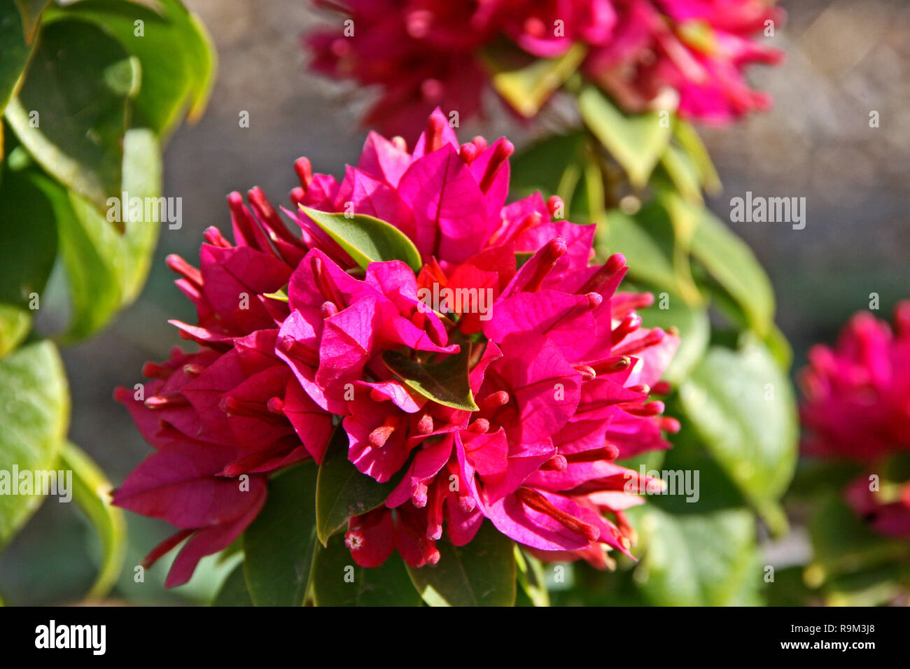 Bold rosa Bouganville Foto Stock