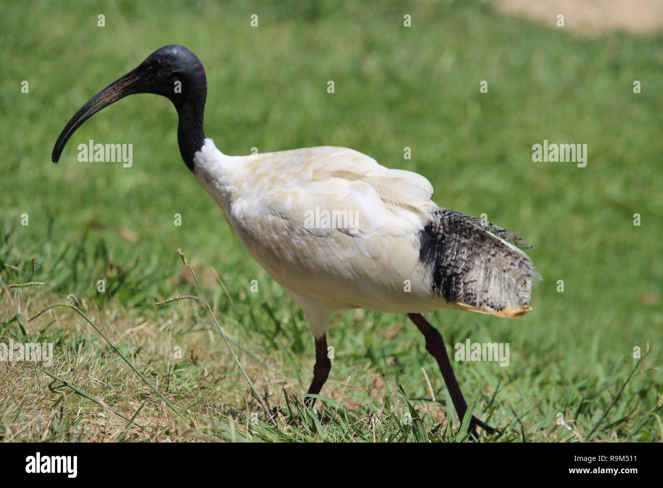 becco lungo Foto Stock