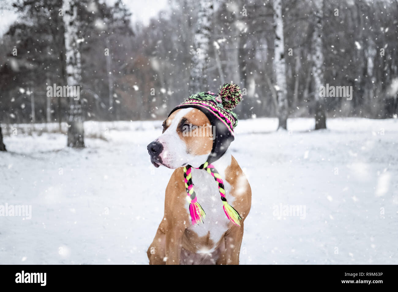 Cane in inverno knit hat all'aperto nella neve. Carino staffordshire terrier su una passeggiata al parco della natura in inverno Foto Stock