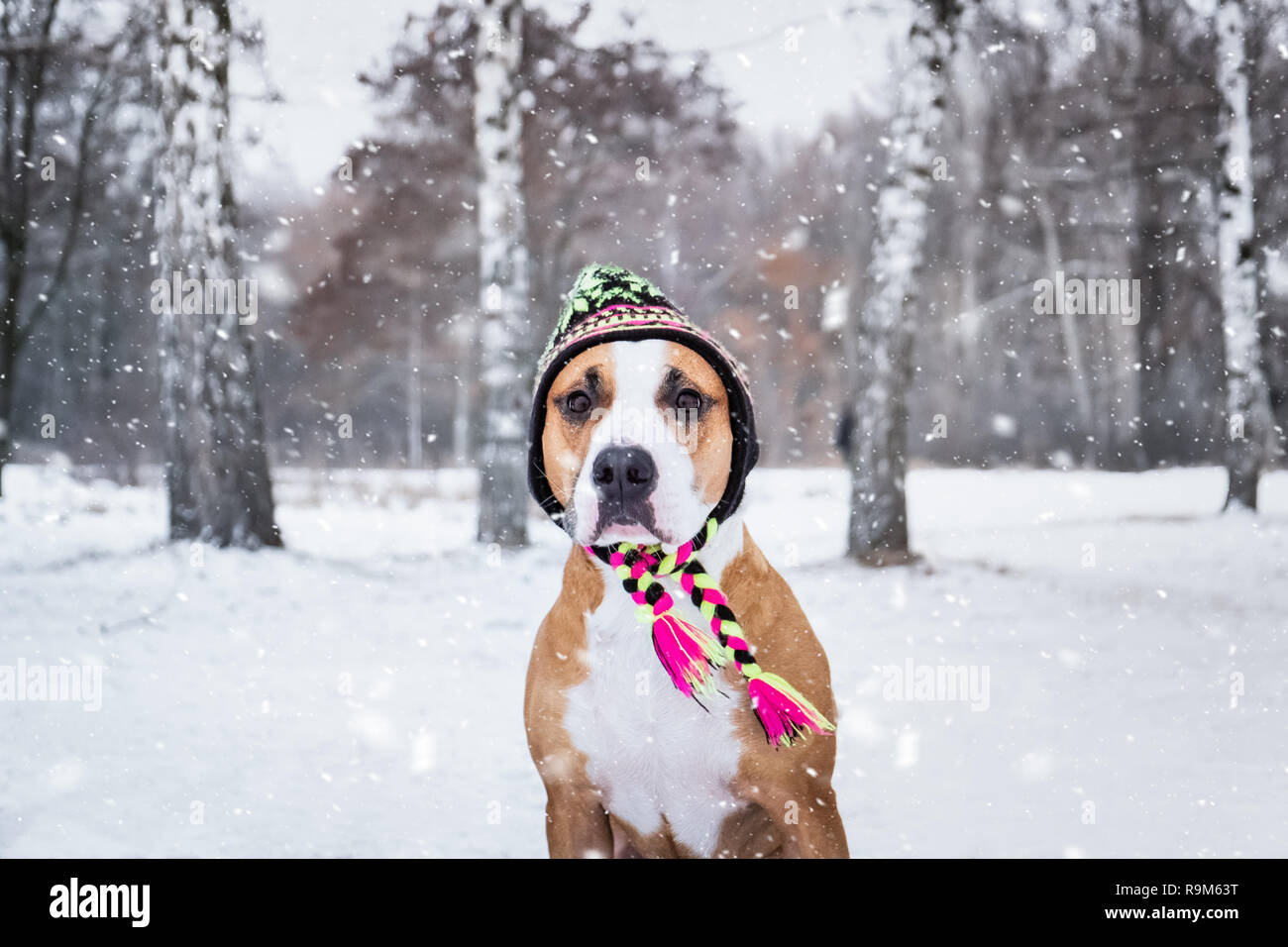 Ritratto di un cane in inverno knit hat all'aperto nella neve. Carino staffordshire terrier su una passeggiata al parco della natura in inverno Foto Stock