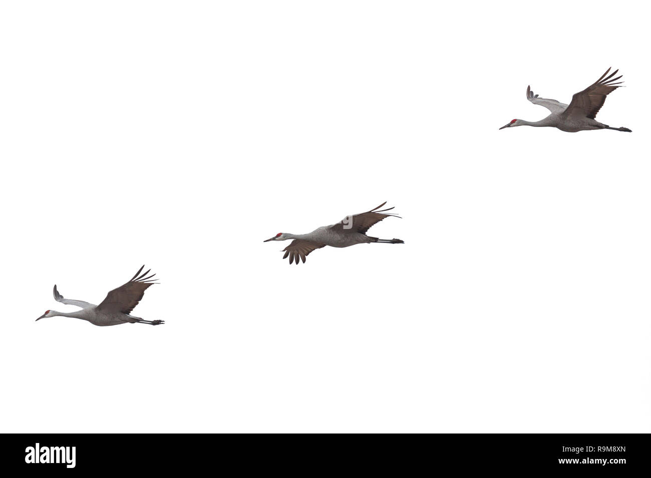 Tre gru sandhill diffondere le loro ali e volare attraverso uno sfondo bianco Foto Stock