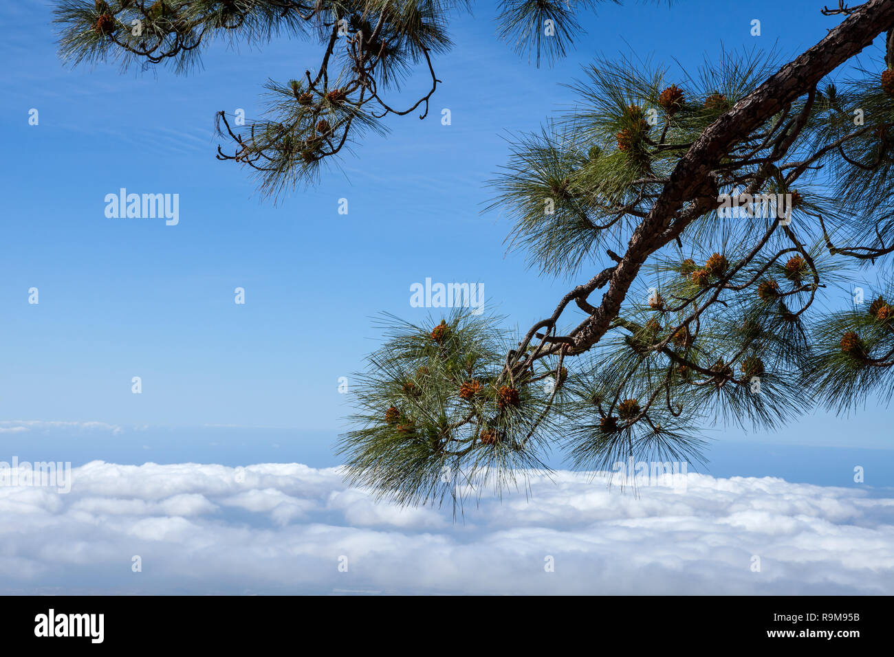 Canario verde pino e Montagne Paesaggio sull'isola di Tenerife Foto Stock