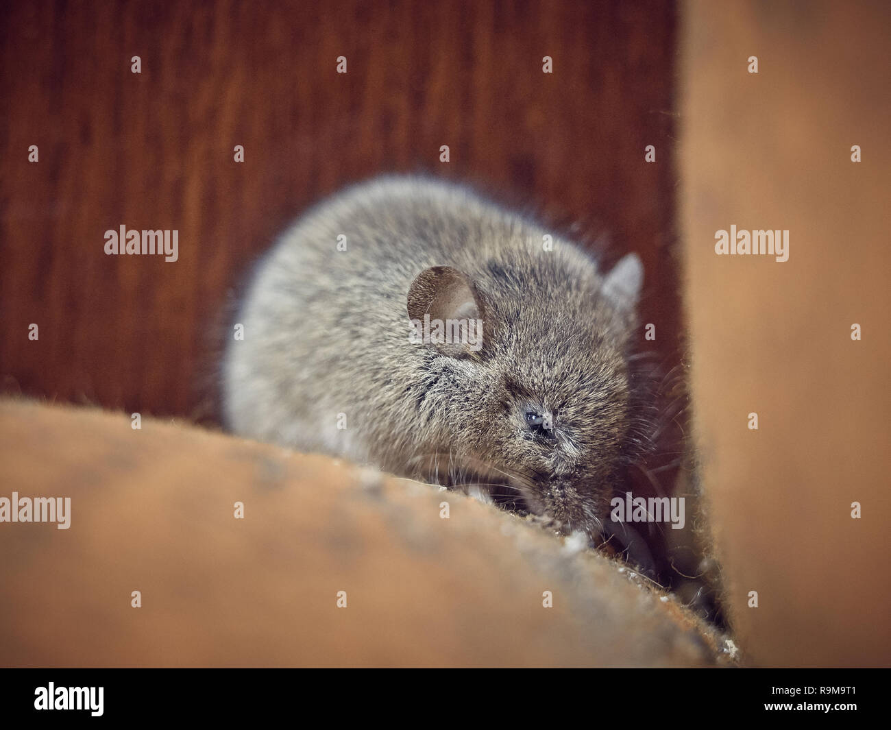 Il piccolo mouse grigio siede sulla superficie del tessuto della sedia e sonnecchia. Foto Stock