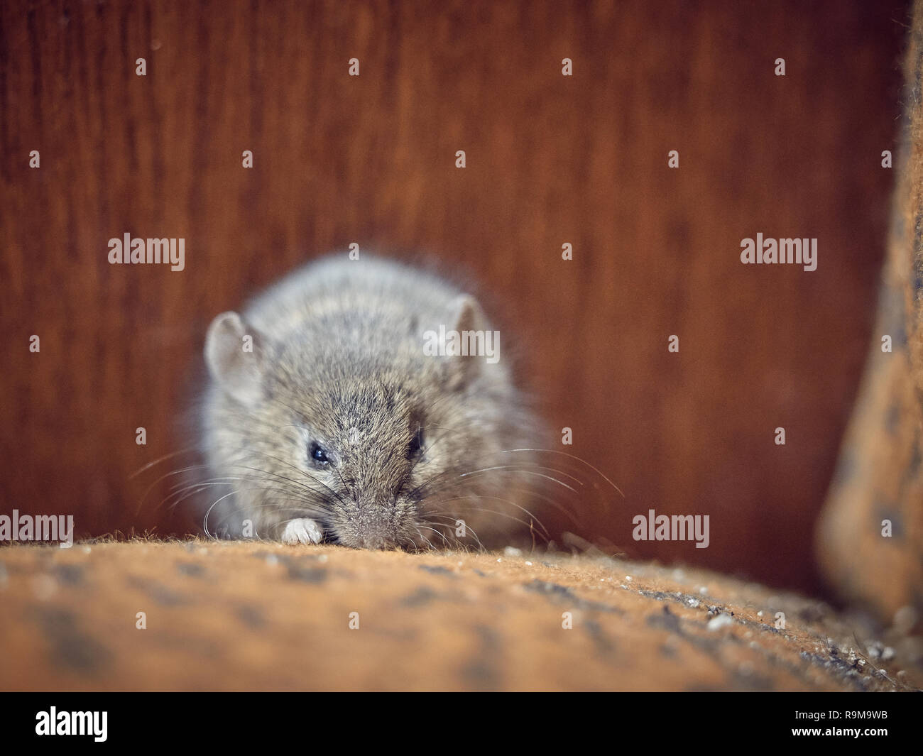 Il piccolo mouse grigio siede sulla superficie del tessuto della sedia e sonnecchia. Foto Stock