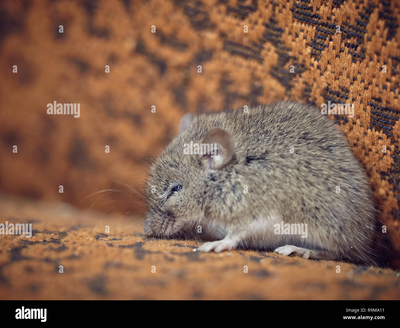Il piccolo mouse grigio siede sulla superficie del tessuto della sedia e sonnecchia. Foto Stock