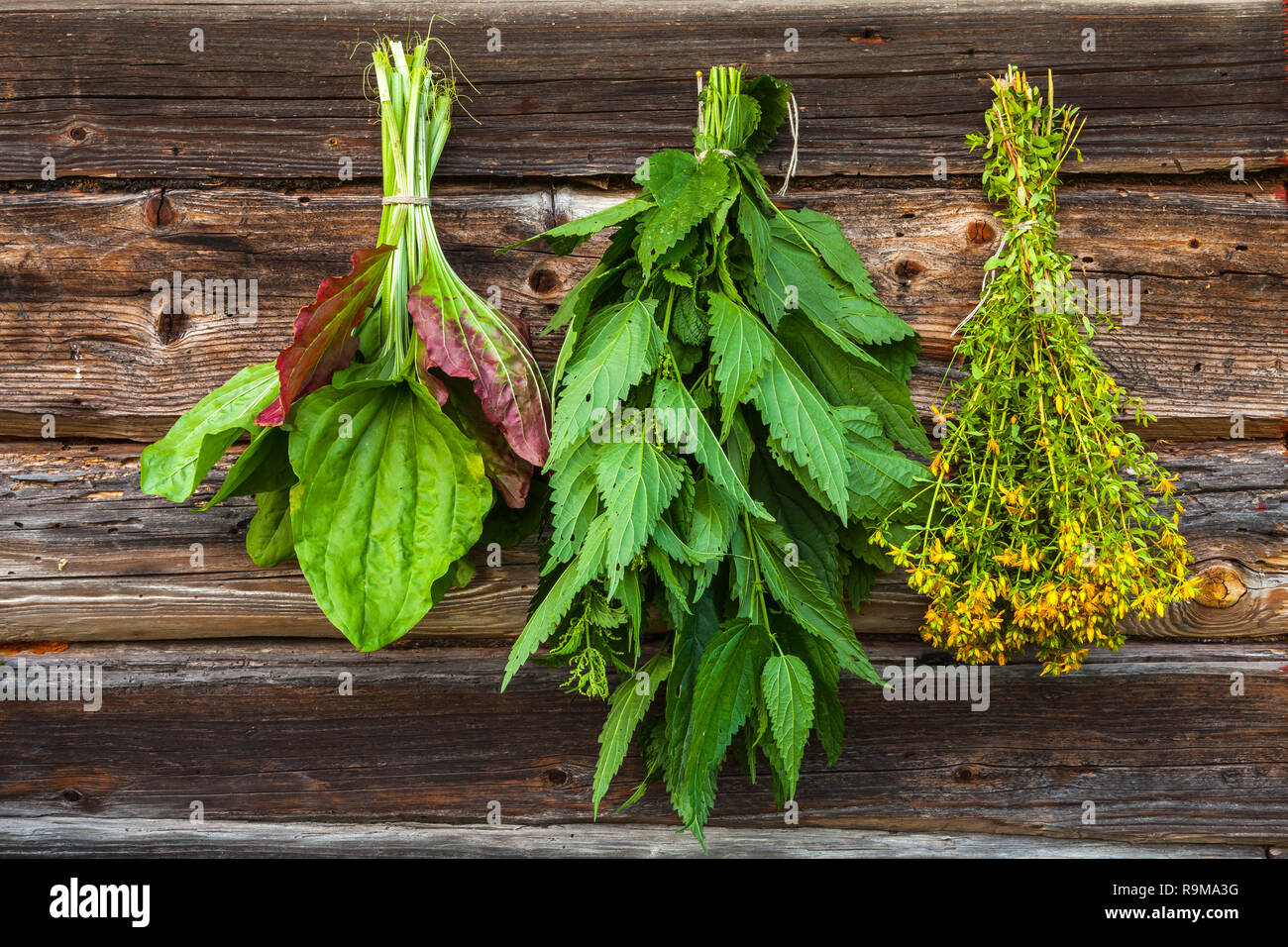 Immagine di essiccazione di erbe mediche nell'ombra Foto Stock