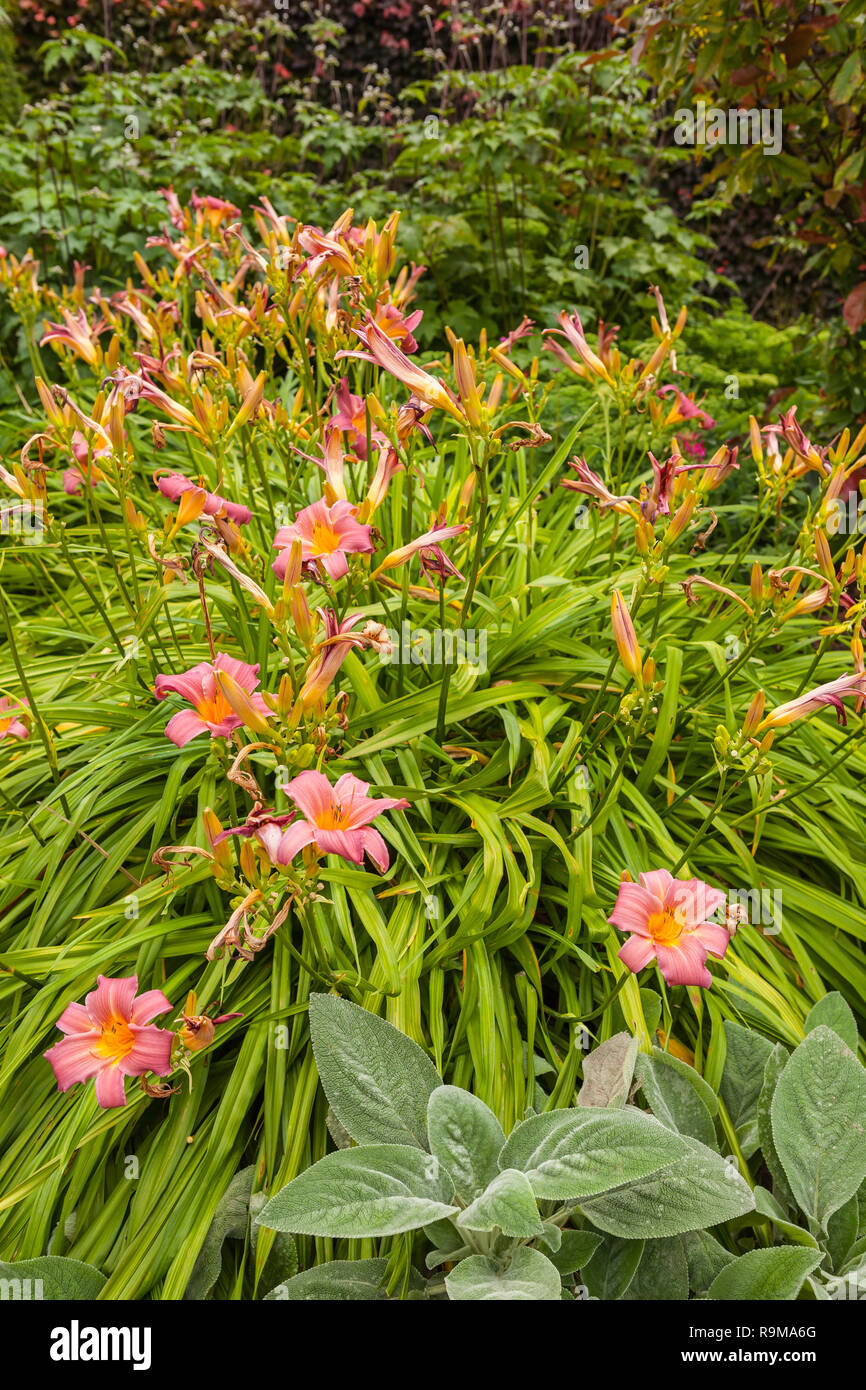 Vista del giardino di Giverny, Francia , dove Claude Monet visse e creato per lunghi anni Foto Stock