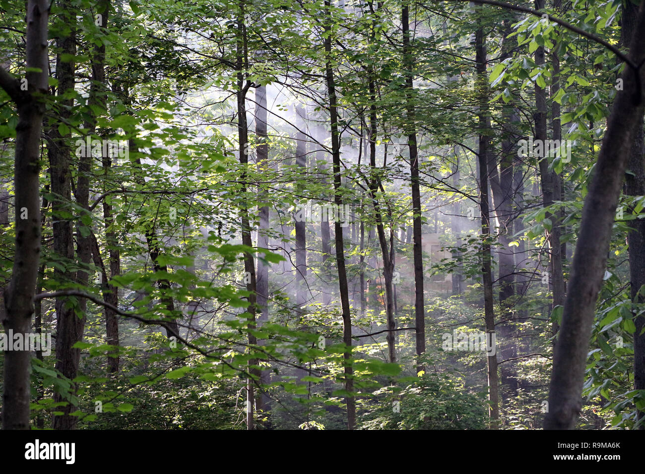 La luce del sole lo streaming attraverso gli alberi Foto Stock