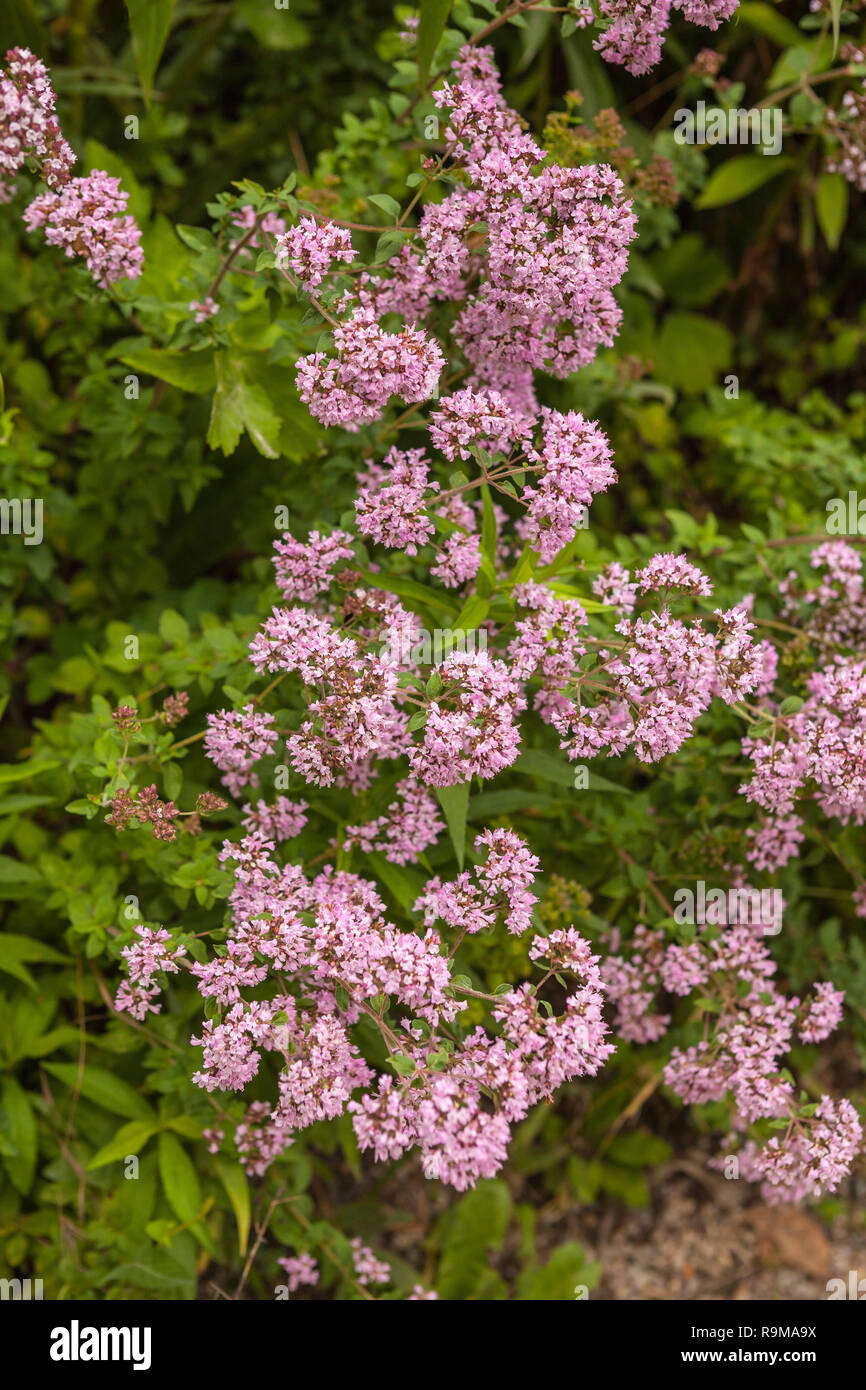 Immagine di origano in fiore nel giardino estivo Foto Stock