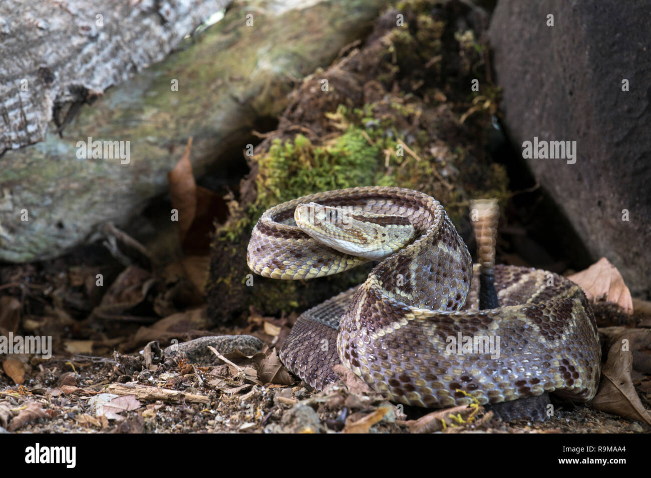 Infame America centrale rattlesnake neotropical in Costa Rica Foto Stock