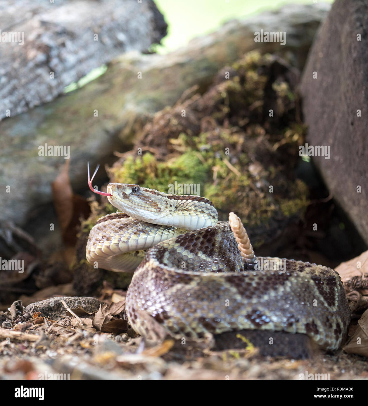 Infame America centrale rattlesnake neotropical in Costa Rica Foto Stock