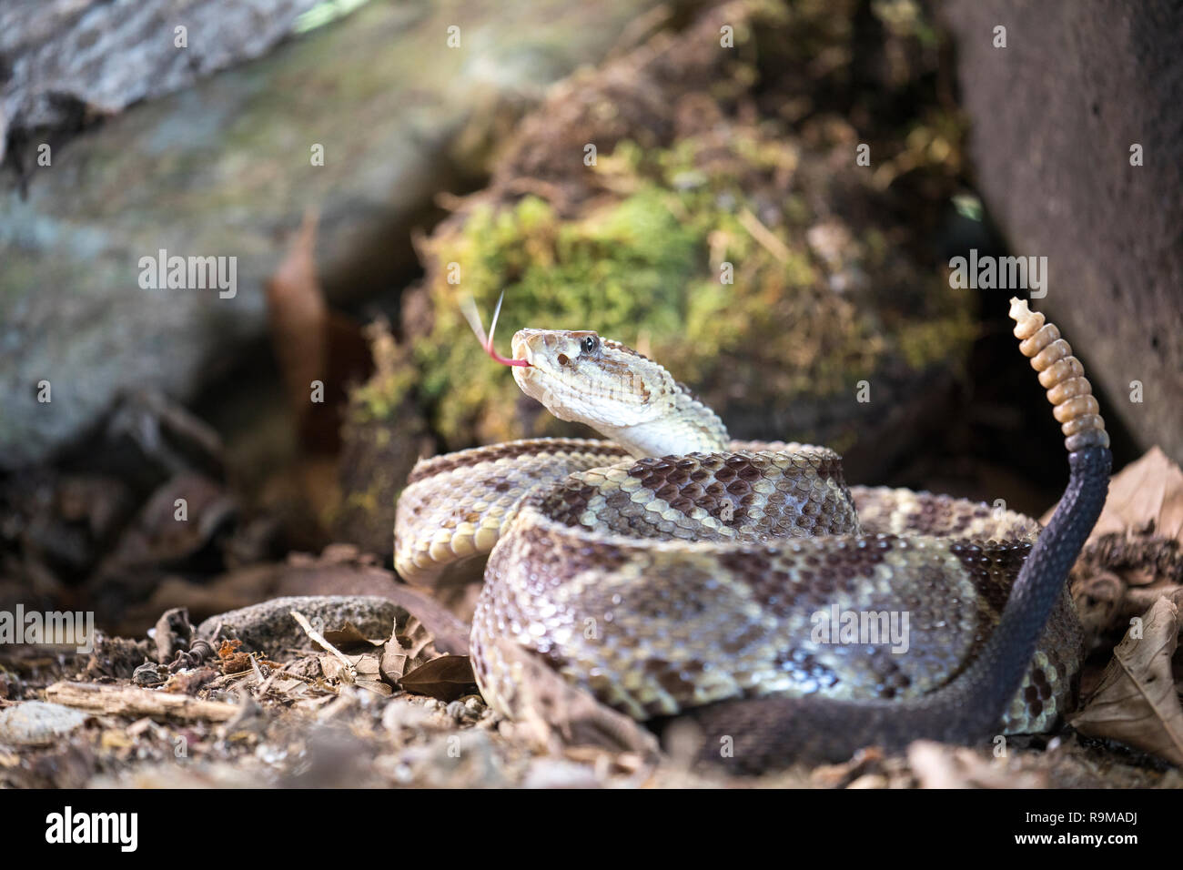 Infame America centrale rattlesnake neotropical in Costa Rica Foto Stock