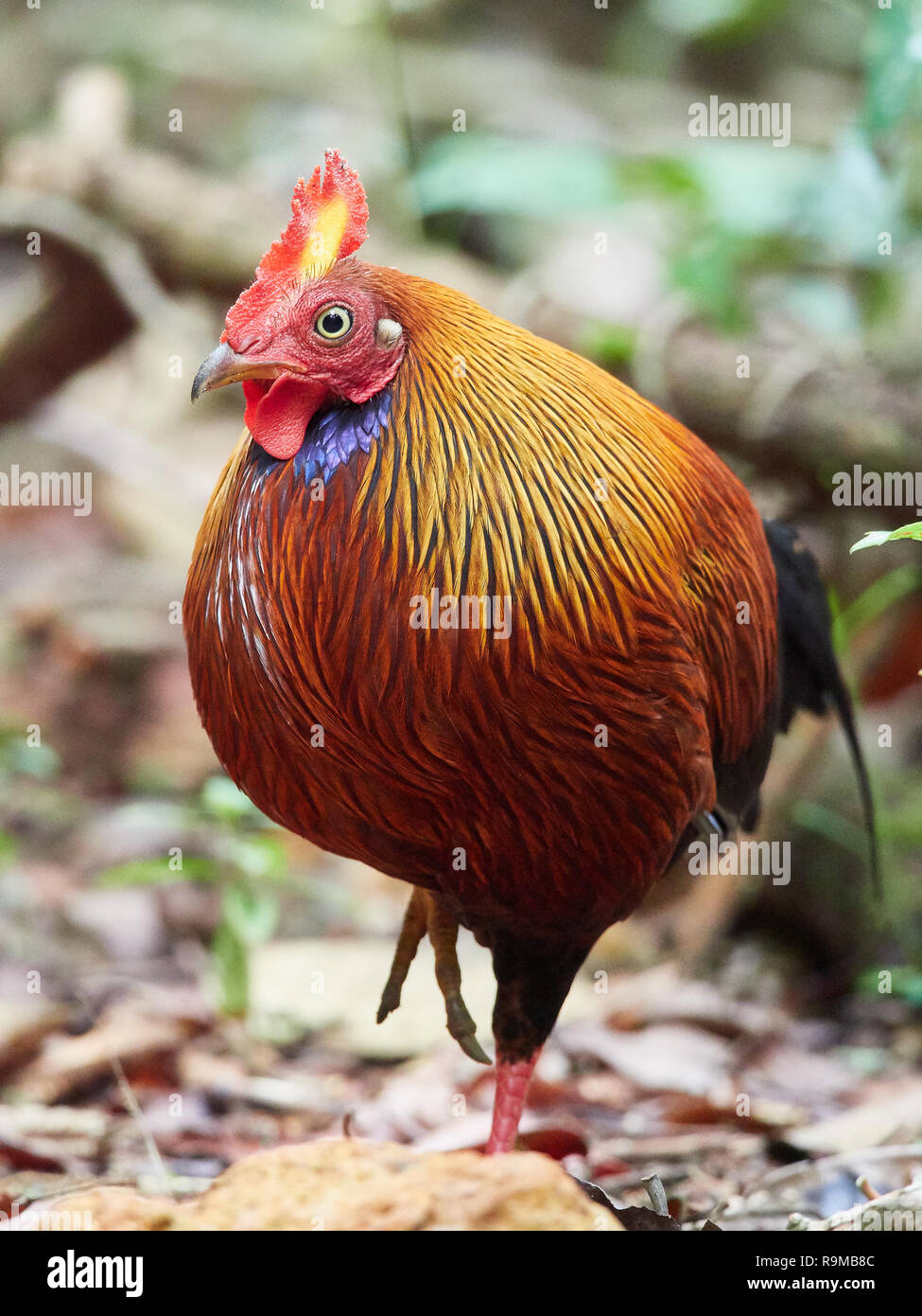 Il governo dello Sri Lanka junglefowl, Sinharaja, Sri Lanka Foto Stock