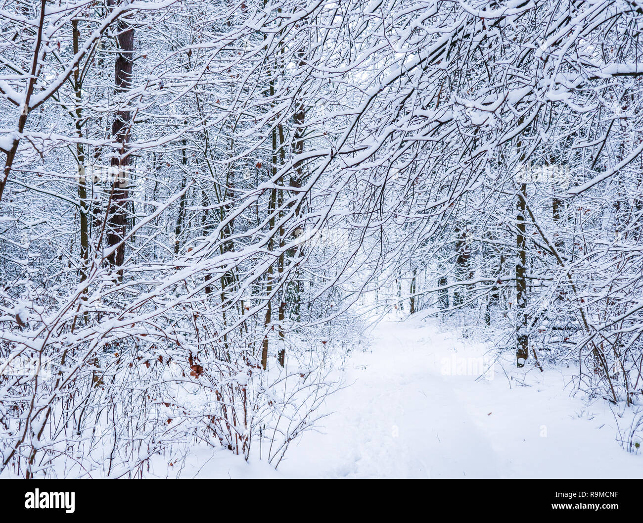 Inverno bella foresta con alberi innevati. А sacco di rametti sottili coperte di neve bianca Foto Stock