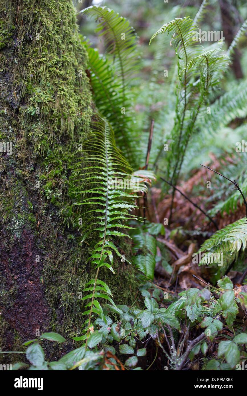 Felci accanto a un albero di muschio di Eugene, Oregon, Stati Uniti d'America. Foto Stock