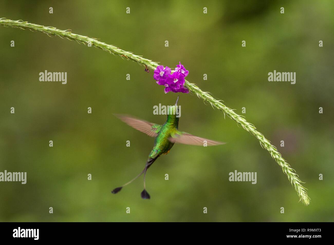 Avviato Racket-coda, Ocreatus underwoodi passando accanto al fiore violaceo, uccello dalla foresta tropicale, il Parco Nazionale del Manu, Perù, hummingbird appollaiate su f Foto Stock