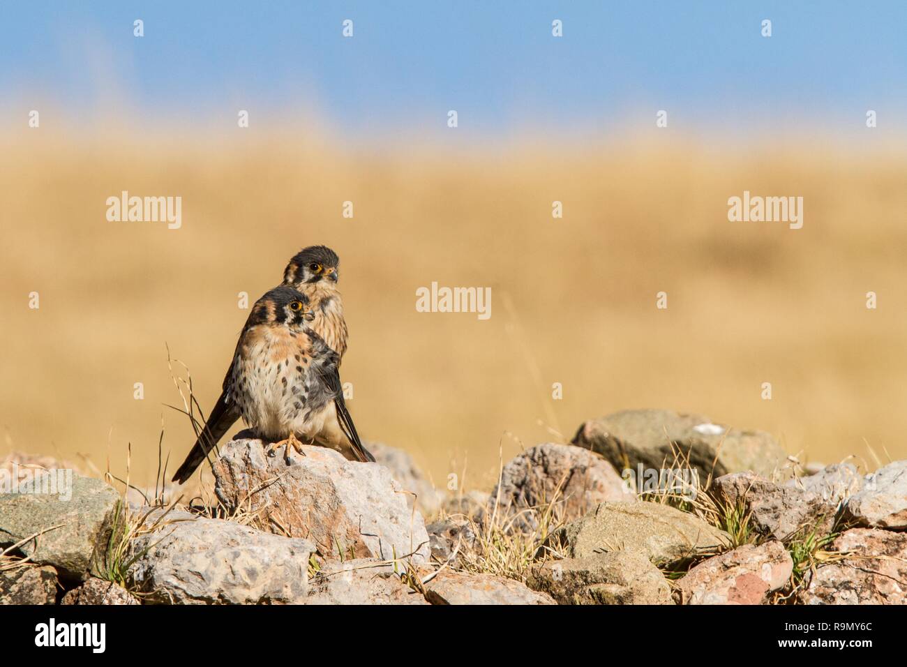 Coppia di american gheppio - Falco sparverius - seduta sulle pietre nella pianura vicino a Cuzco, Perù, coppia di uccelli riposo dopo la caccia, la scena della fauna selvatica Foto Stock