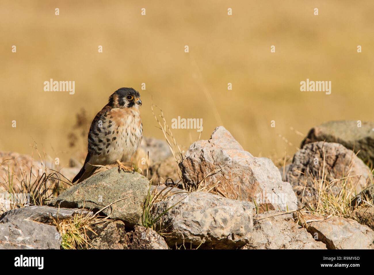 American gheppio - Falco sparverius - seduta sulle pietre nella pianura vicino a Cuzco, Perù, bird riposo dopo la caccia, la scena della fauna selvatica Foto Stock