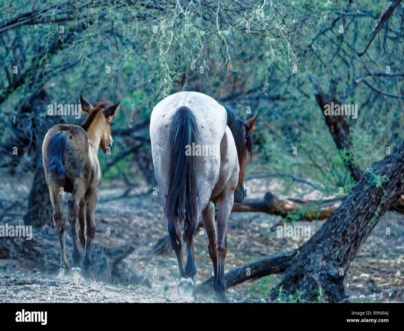 Sale sul fiume cavalli selvatici Foto Stock