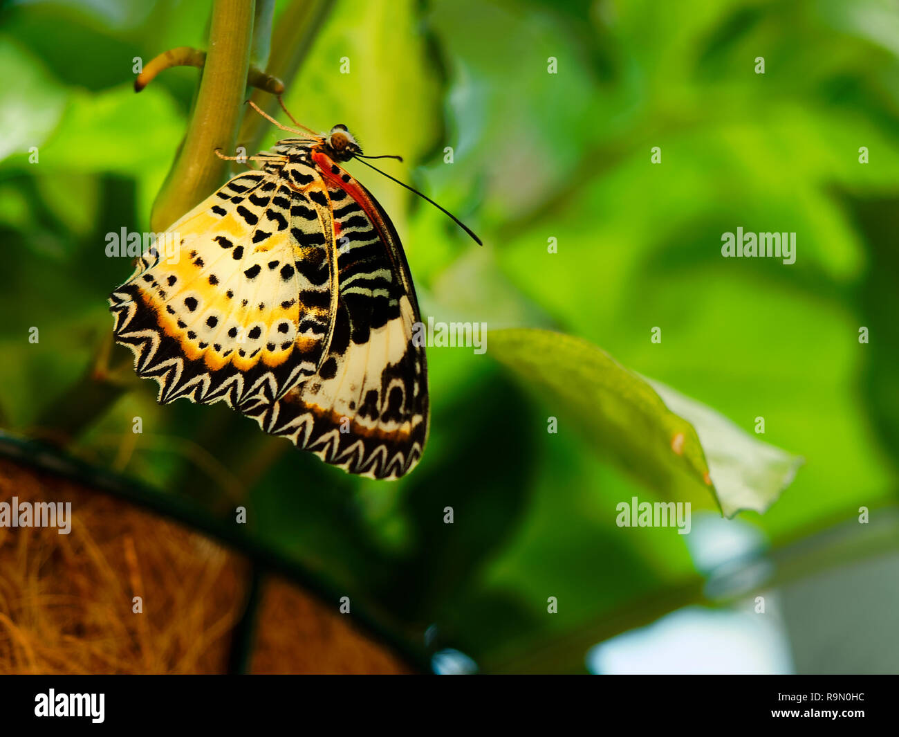 Farfalle tropicali appollaiato Foto Stock