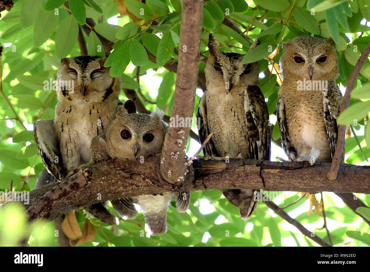 Indian assiolo ritratto di famiglia in appoggio sulla struttura ad albero con diverse atmosfere musicali, Gandhinagar, Gujarat, India. Foto Stock