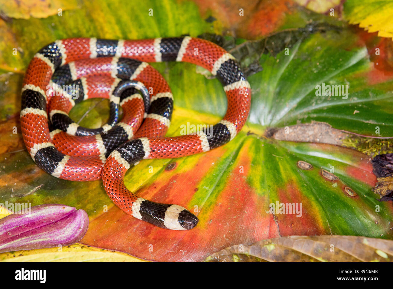 Infame Costa Rican Serpente corallo in Costa Rica Foto Stock