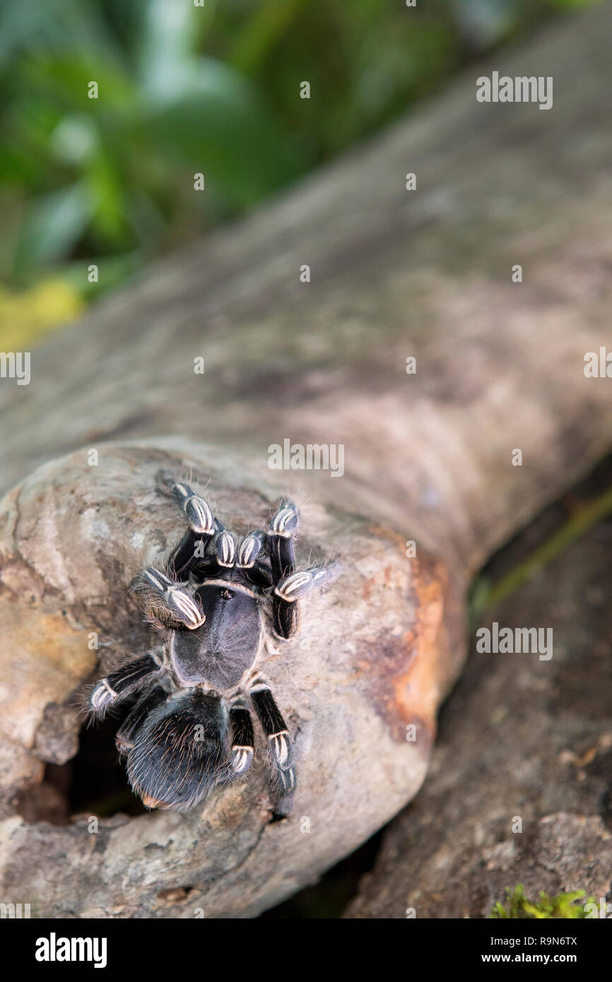 Zebra impastare tarantola ragno in Costa Rica Foto Stock