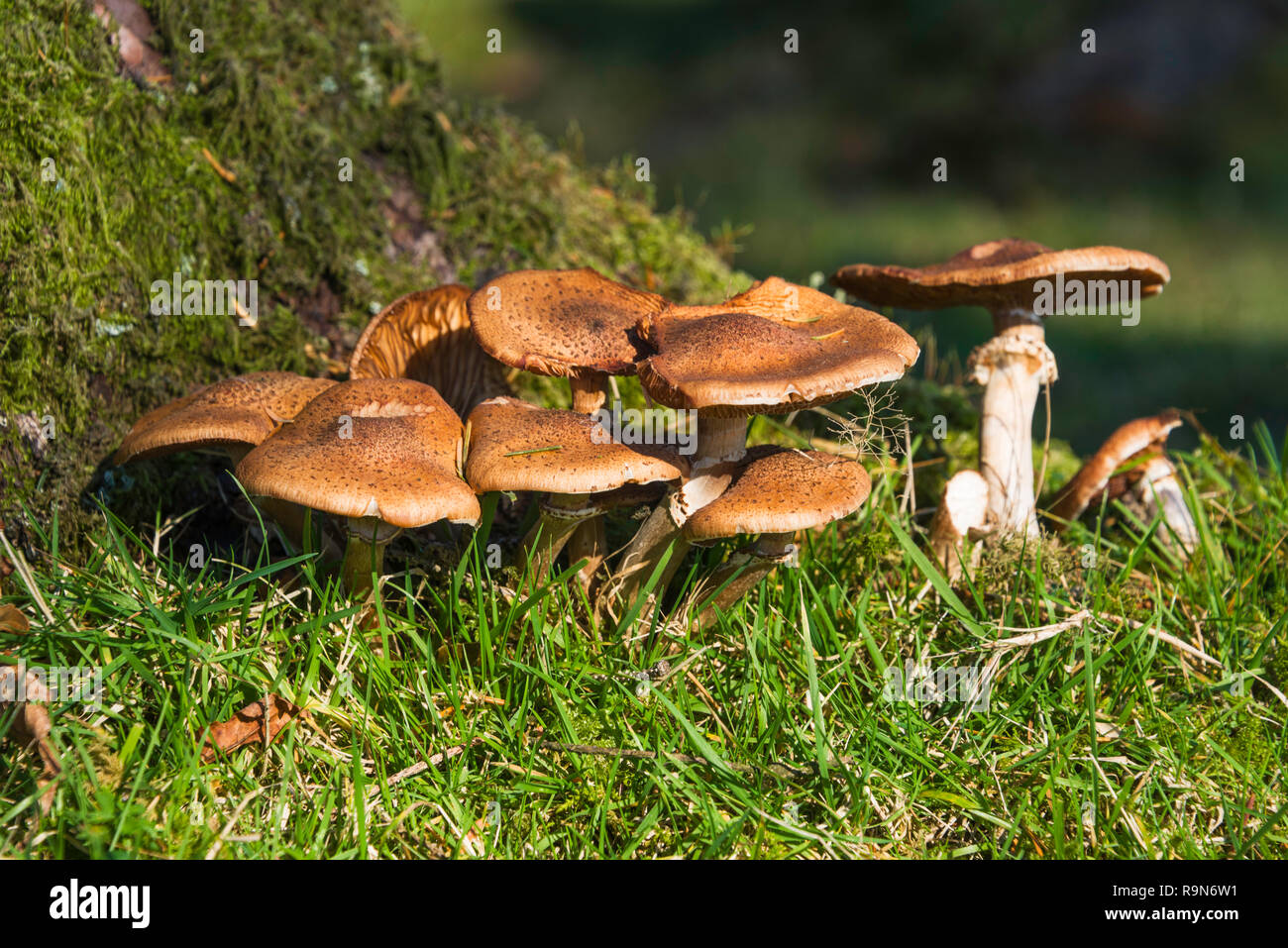 Un cluster di funghi maturi e vicino a un ceppo di albero nella piantagione Peekhill, vicino Lowery Croce, Parco Nazionale di Dartmoor, Devon, Regno Unito. Foto Stock
