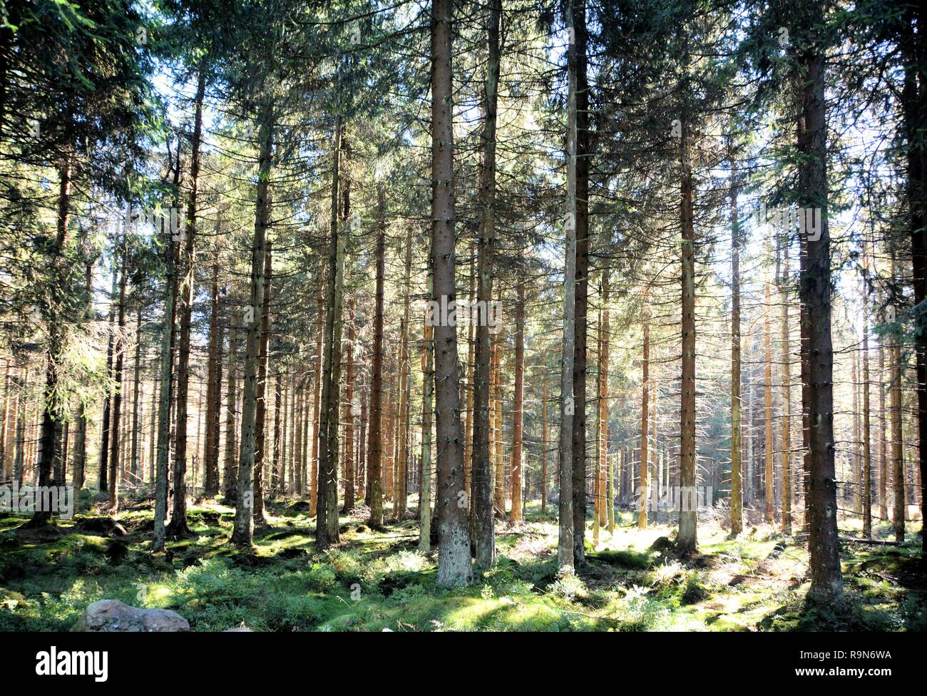 Foresta nel Parco Nazionale di Harz Foto Stock