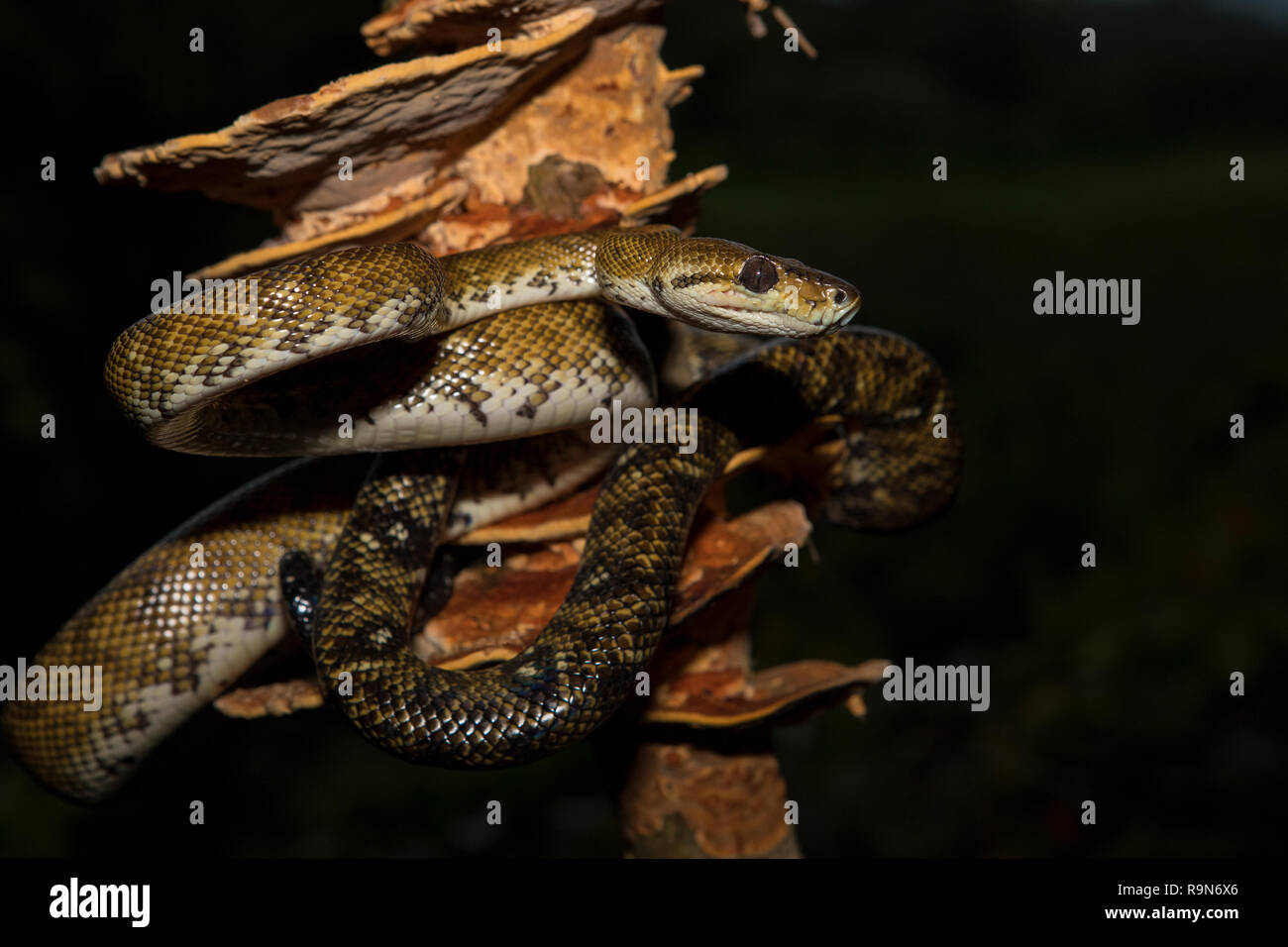 Giardino (o le mangrovie) tree boa snake in Costa Rica Foto Stock