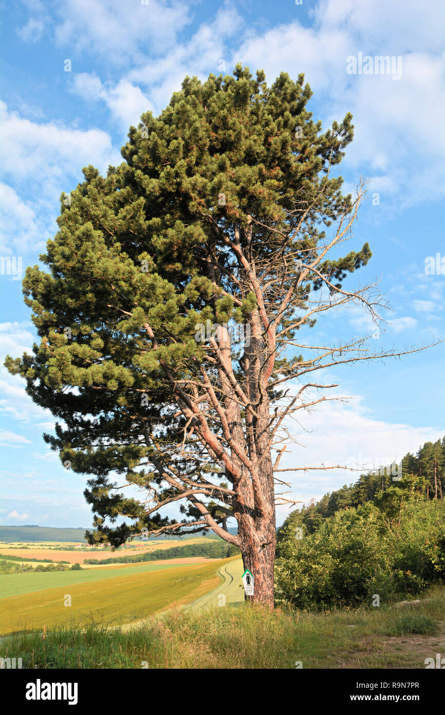 Unica struttura ad albero sul ciglio della strada nel Harz Foto Stock