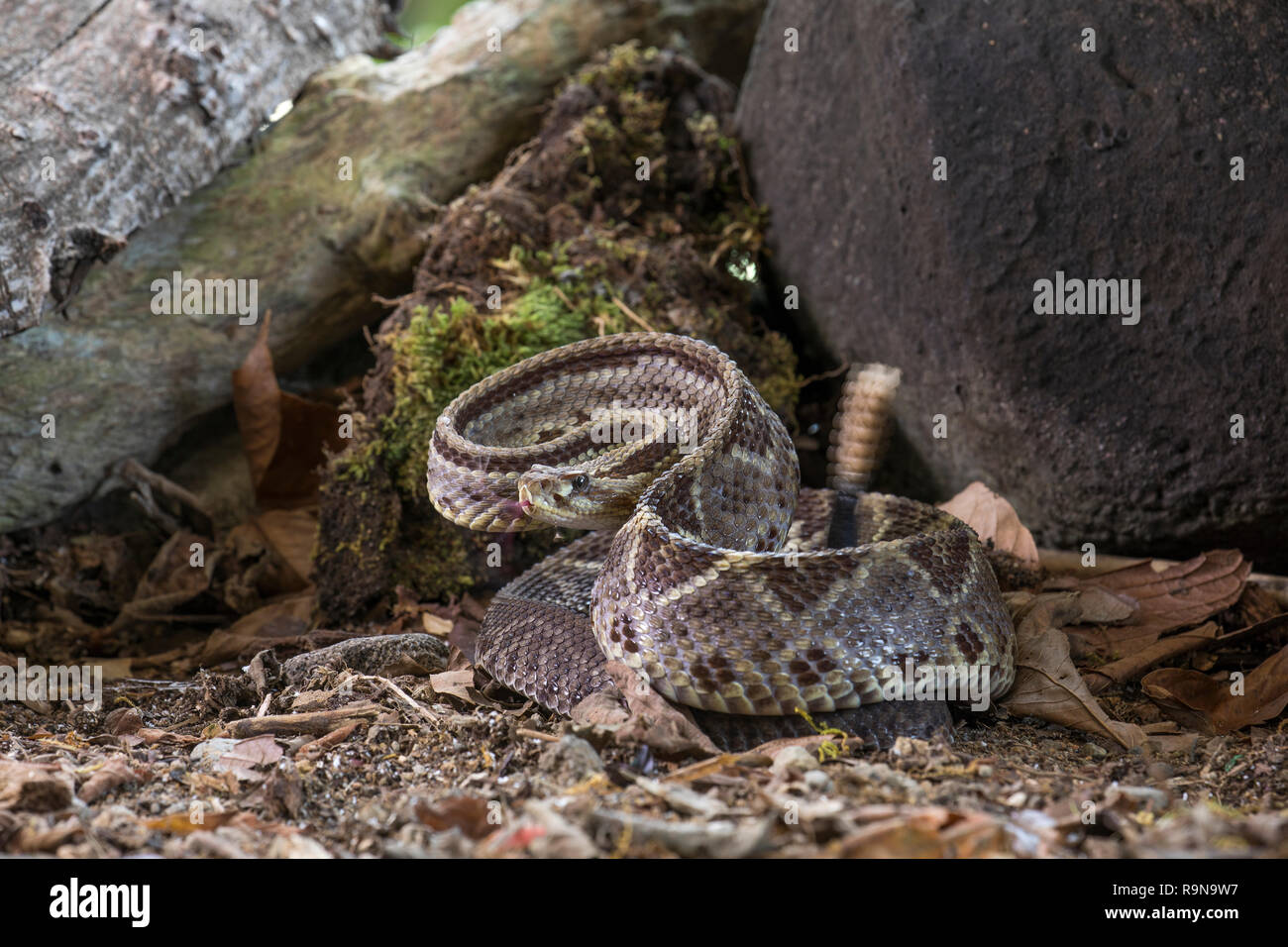 Infame America centrale rattlesnake neotropical in Costa Rica Foto Stock