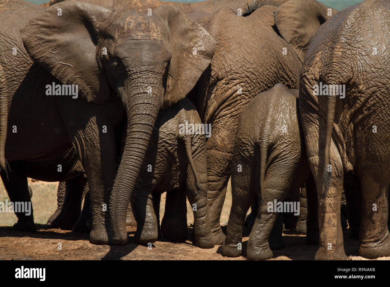 Giovani elefanti cercano protezione da adulti a Addo Elephant National Park, Sud Africa Foto Stock