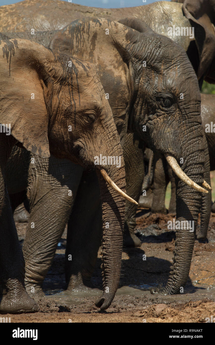Elefanti a Addo Elephant National Park, Sud Africa Foto Stock