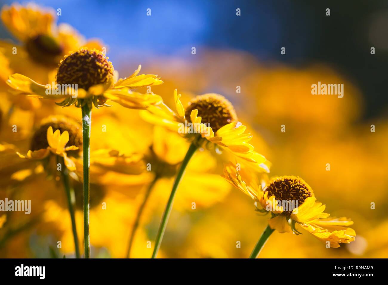 Giallo helenium fiori che crescono nel giardino, close-up foto con morbida messa a fuoco selettiva Foto Stock