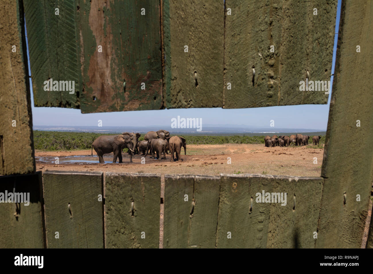 Gli elefanti prendere un bagno, osservata da Spekboom nascondere, Addo Elephant National Park, Sud Africa Foto Stock