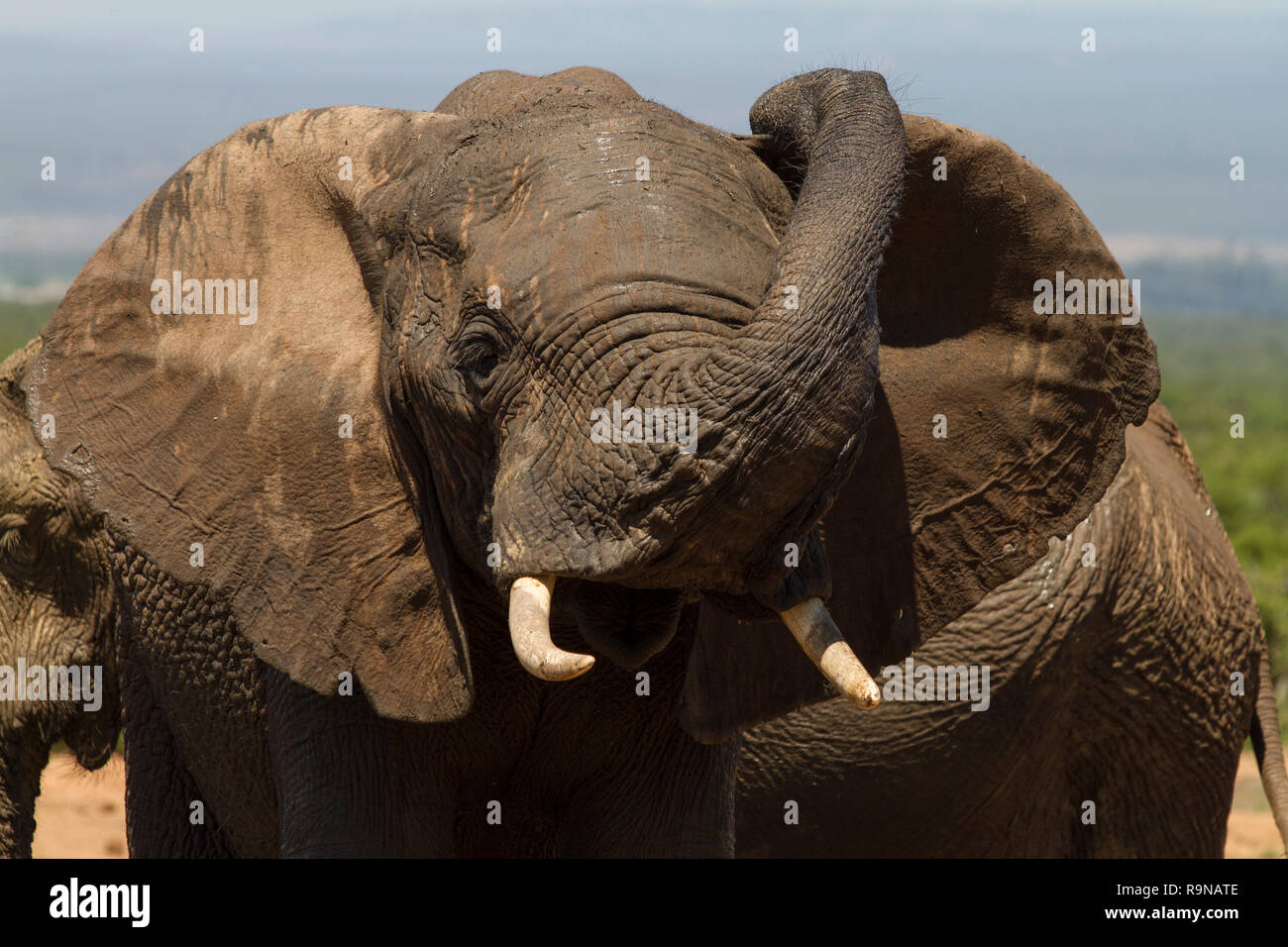 Sollevamento di elefante suo tronco sopra la sua testa, Addo Elephant National Park, Sud Africa Foto Stock