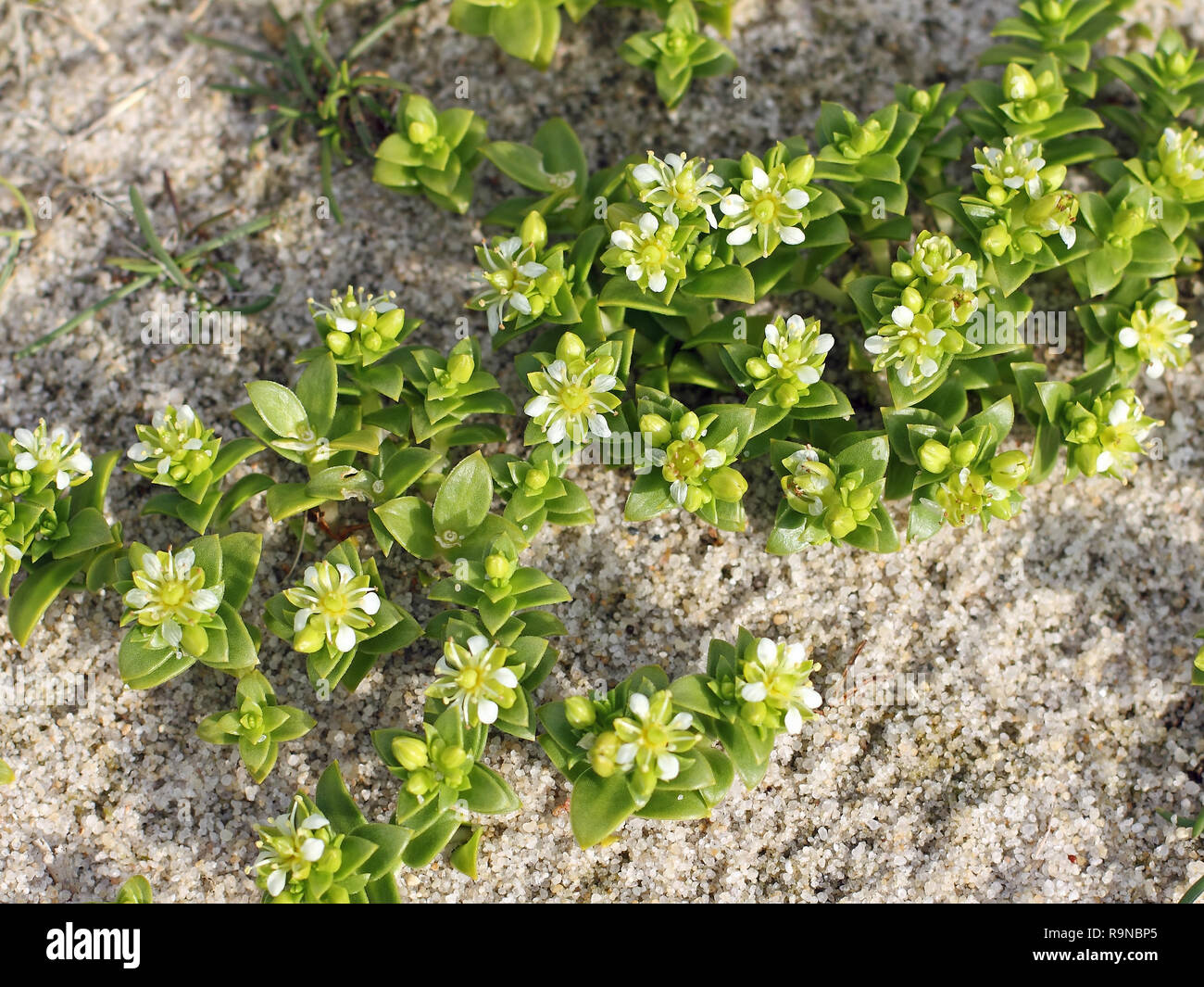 Fiori di mare Sandwort, Honckenya peploides Foto Stock
