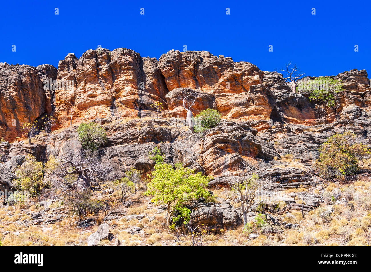 Napier Downs è una regione remota del Kimberley nell'Australia occidentale Foto Stock