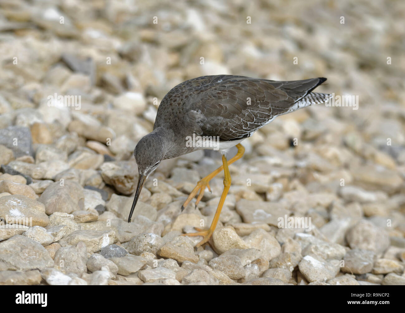 - Redshank Tringa totanus Wader bird di paludi Foto Stock