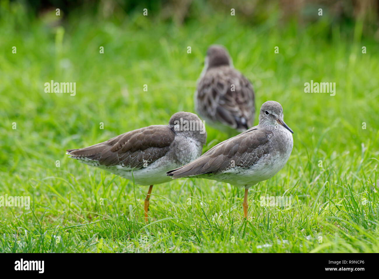 Due Redshank - Tringa totanus sull'erba con Ruff dietro Foto Stock