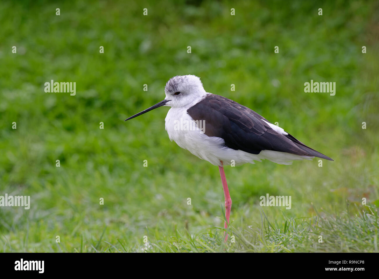 Black-winged Stilt - Himantopus himantopus Black & White Wader uccello sull'erba Foto Stock
