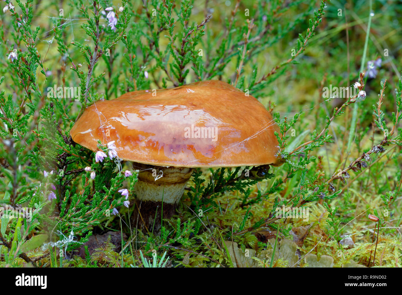 Jack scivolose Mushroom - Suillus luteus Caledonian Pineta Foto Stock