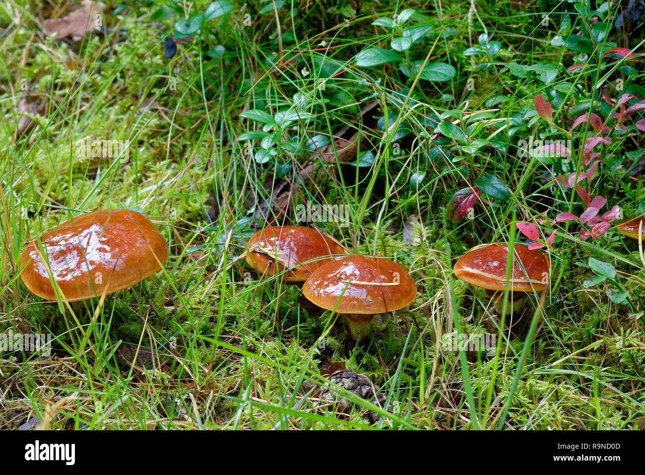 Jack scivolose Mushroom - Suillus luteus Caledonian Pineta Foto Stock