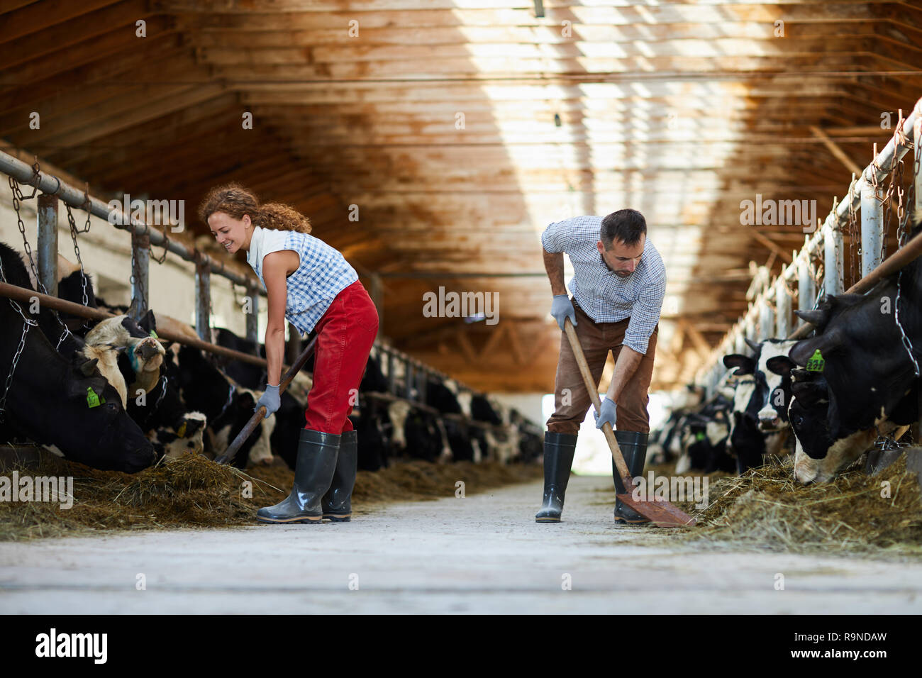 Alimentazione di vacche con fieno Foto Stock