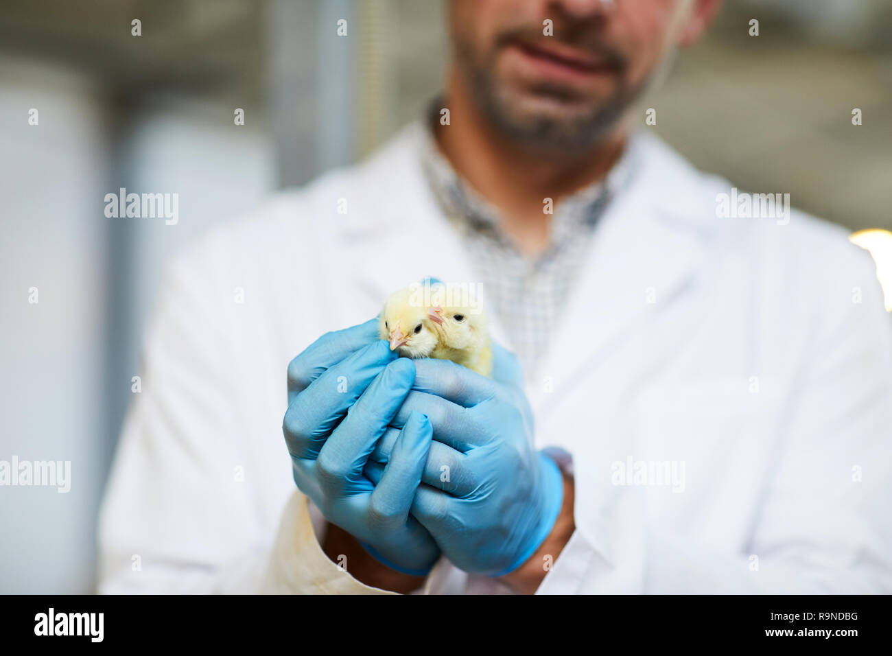 Nuova razza Foto Stock