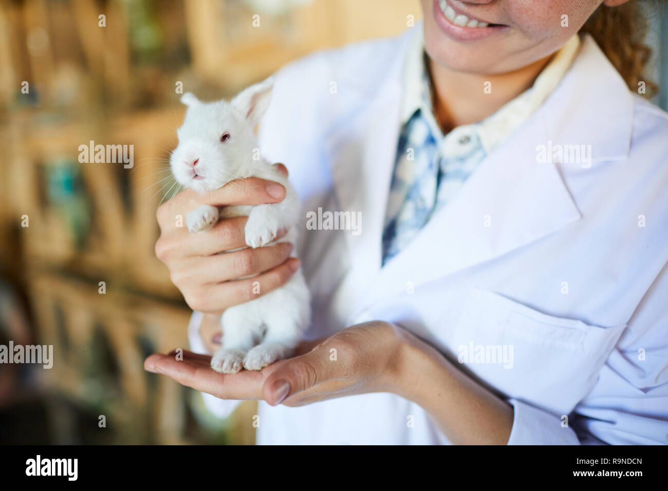 Coniglio della nuova razza Foto Stock